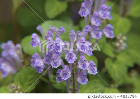 黃芩 黃芩 4835794