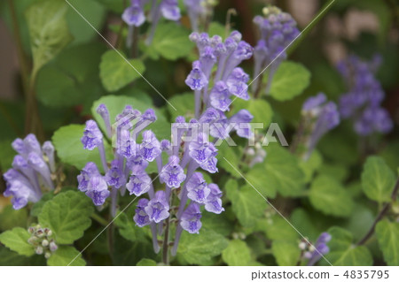 黃芩 黃芩 4835795