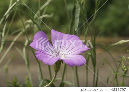 Muginadeshiko 4835797