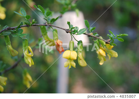 Muzzle flowers Muzzle flowers 4835807