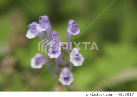 黃芩 黃芩 4835917