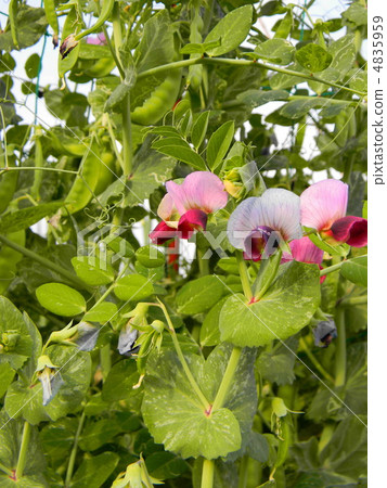 Silky Saya's red flower Silky Saya's red flower 4835959