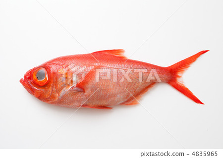 Red snapper 4835965