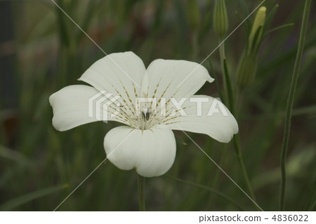 Muginadesico 4836022