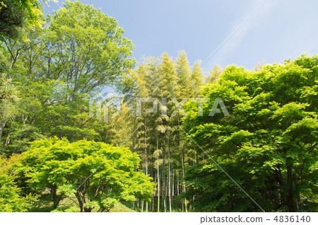 Fresh green Fresh green 4836140