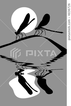 vector silhouette two dragonflies on herb vector silhouette two dragonflies on herb 4836726