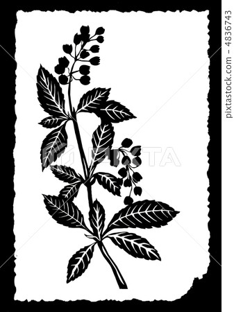 vector drawing of the plant on white paper vector drawing of the plant on white paper 4836743