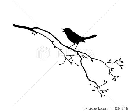 vector silhouette of the bird on branch tree vector silhouette of the bird on branch tree 4836756