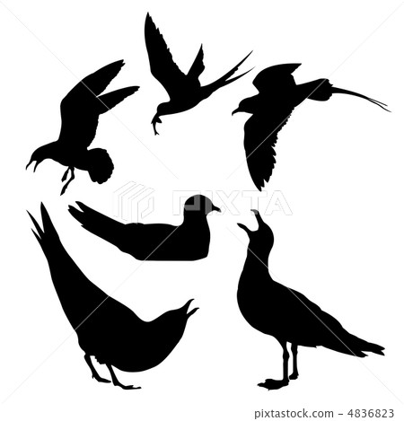 vector illustration of the sea gull on white background vector illustration of the sea gull on white background 4836823