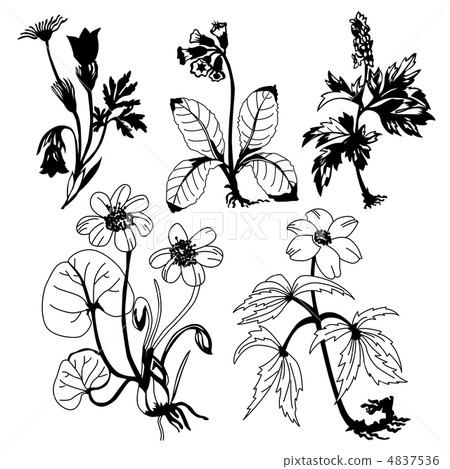 field flowerses on white background, vector illustration 4837536