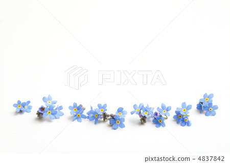 Forget-me-not grass Forget-me-not grass 4837842