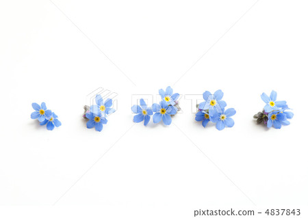 Forget-me-not grass 4837843