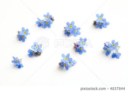 Forget-me-not grass Forget-me-not grass 4837844