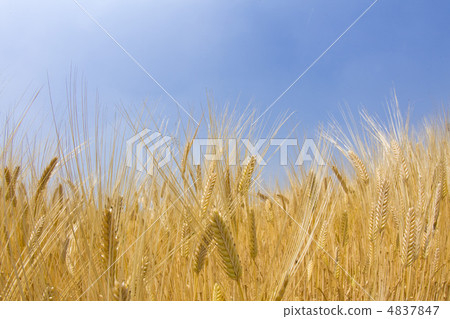 Wheat field under blue sky 4837847