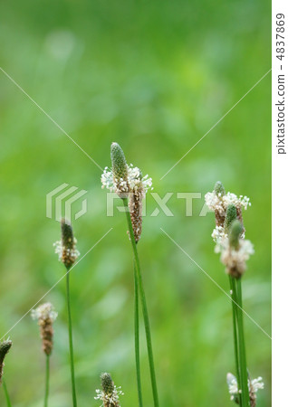 Ikki Yoko is a weed, but if you look closely it is cute, is not it? 4837869