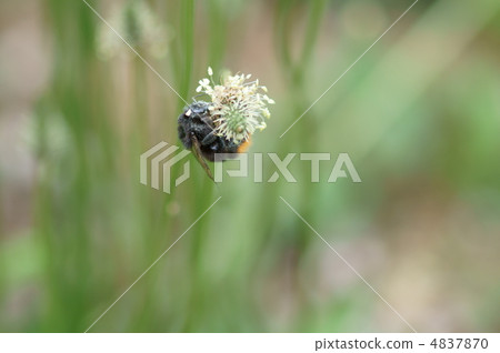 黑圈子花蜂和赫拉仙人掌 4837870