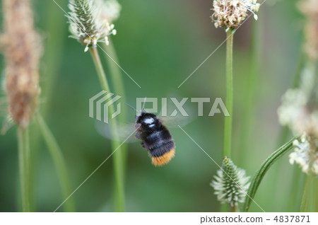 It is a big feathering sound approaching black circle flower beetle. 4837871