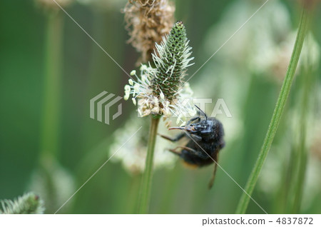 Black circle Flower bees are stretching their tongue while changing. I am hungry ... 4837872