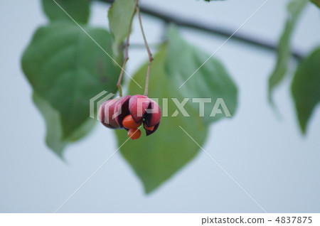 像Mayumi一樣懸浮的花朵 像Mayumi一樣懸浮的花朵 4837875