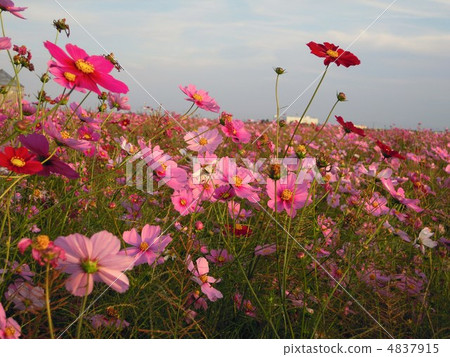 Cosmos field in Itakura Town Cosmos field in Itakura Town 4837915