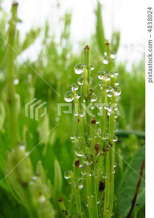 自然環境 4838024