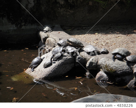 Turtle shell drying 4838226