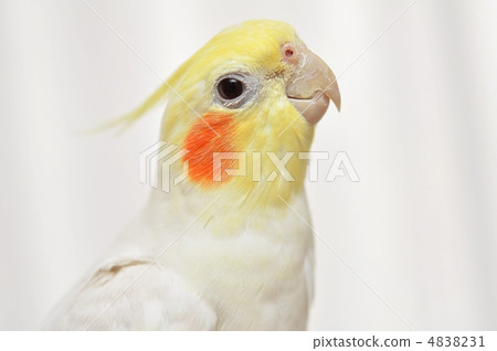 Okamaino's on-chan ♂ 4838231