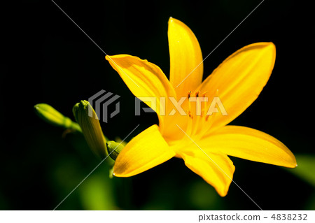 Musashino Kisuge 4838232