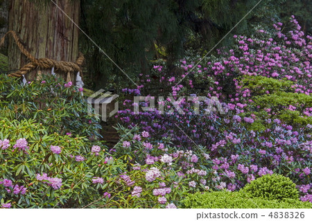 Kaneko Sanjyosen的Shiroshi 4838326