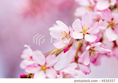 Beni noodlesakura 4838357