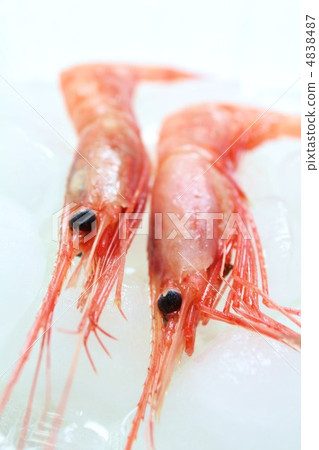 The most prawn on ice 4838487
