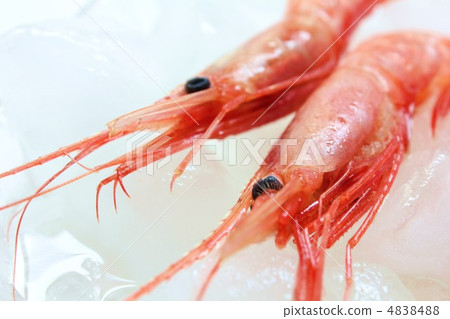 The most prawn on ice 4838488