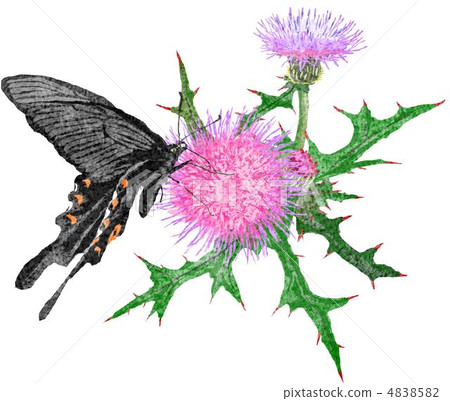 蝴蝶和薊 4838582