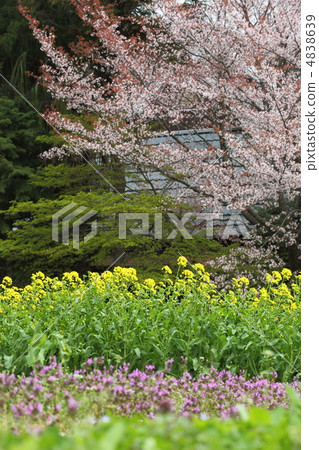 大原沒有春天 4838639