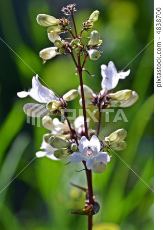Penstemon Husker Red 4838700