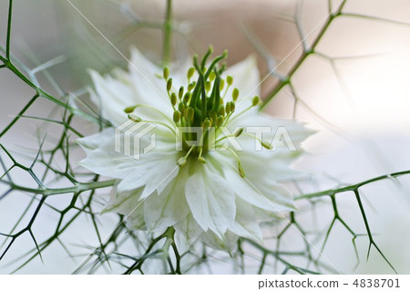 Nigella flower 4838701