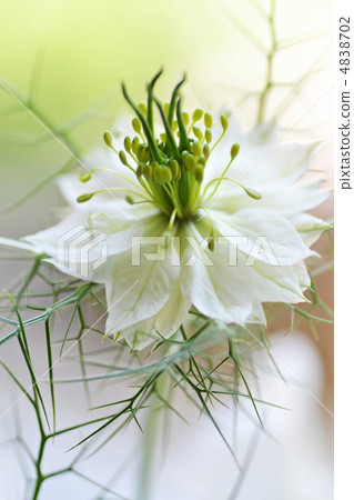 Nigella flower 4838702