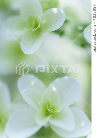 Kashiwaba Hydrangea 4838957