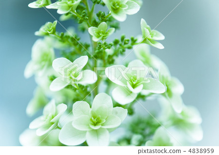 Kashiwaba Hydrangea Kashiwaba Hydrangea 4838959