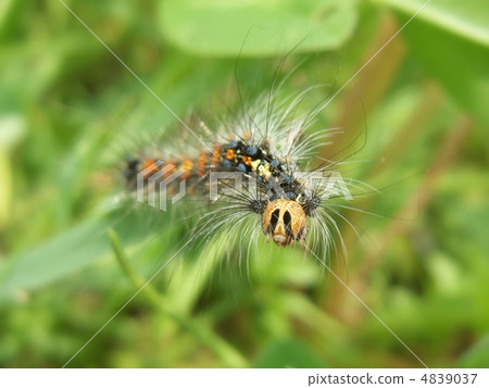 Harada Akamai My larva 4839037