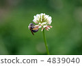 Clover and honey bees 4839040