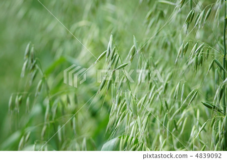 It is also called oat aka "oat" oat. I can eat it. In case 4839092