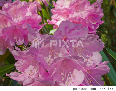 Rhododendron 4839133