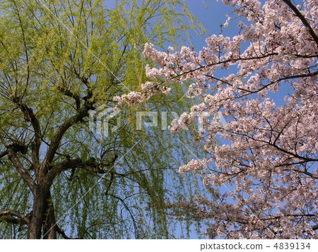 Co-starring Cherry Blossoms and Yanagi at Dejimachiyanagi 4839134