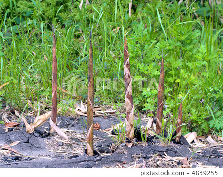 Destroy asphalt Rotted bamboo shoots 4839255