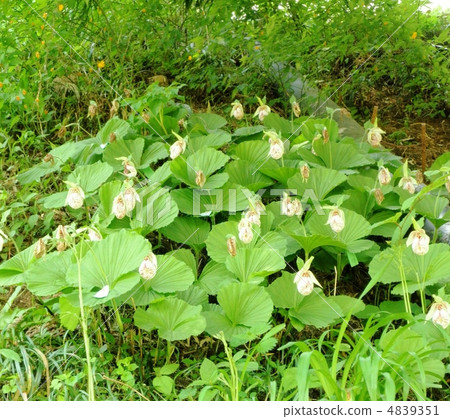Kumagai Grass(Kumagaiishou)花語:反复無常的美麗Cypripedium japonicum Thunb Kumagai Grass(Kumagaiishou)花語:反复無常的美麗Cypripedium japonicum Thunb 4839351