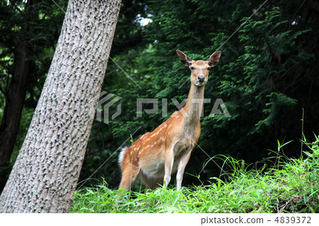 Wild deer Wild deer 4839372
