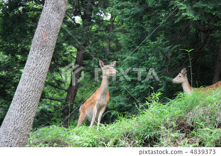 Wild deer Wild deer 4839373