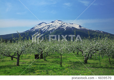 Iwakiyama and apple flowers in May 4839570