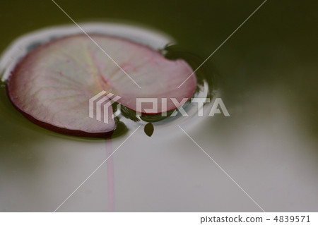 Leaf of sheepskin 4839571